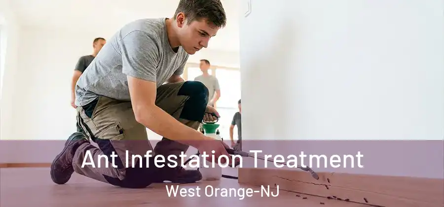Ant Infestation Treatment West Orange-NJ