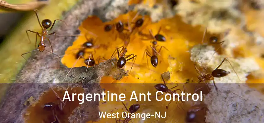 Argentine Ant Control West Orange-NJ