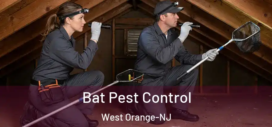  Bat Pest Control West Orange-NJ