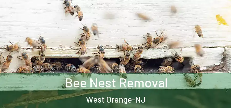 Bee Nest Removal West Orange-NJ