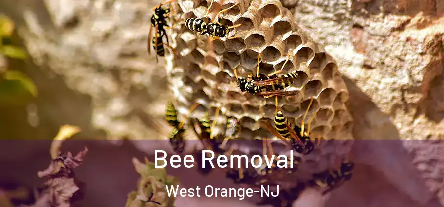 Bee Removal West Orange-NJ