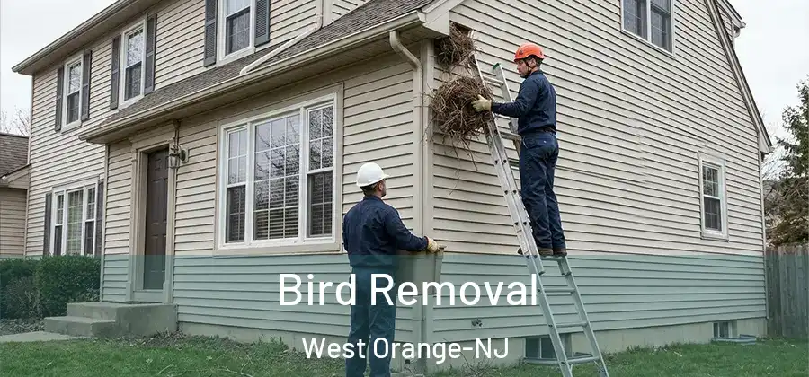  Bird Removal West Orange-NJ