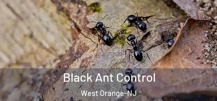  Black Ant Control West Orange-NJ