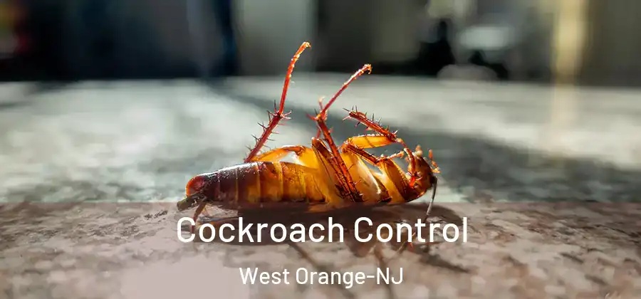 Cockroach Control West Orange-NJ