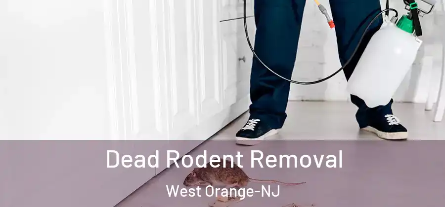  Dead Rodent Removal West Orange-NJ