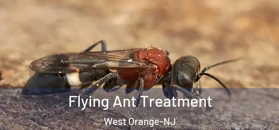 Flying Ant Treatment West Orange-NJ