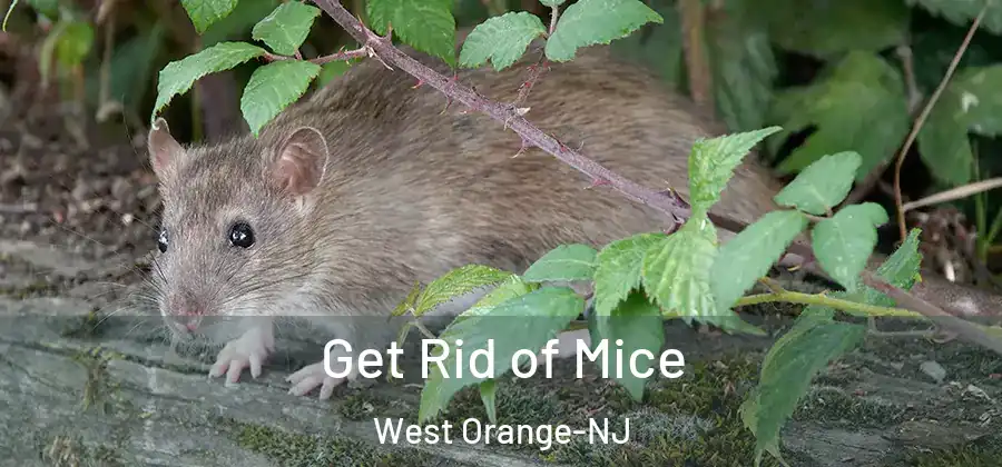 Get Rid of Mice West Orange-NJ