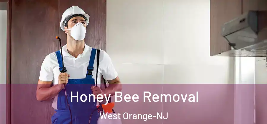 Honey Bee Removal West Orange-NJ