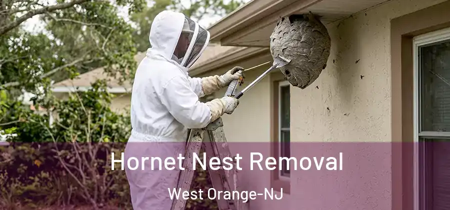  Hornet Nest Removal West Orange-NJ