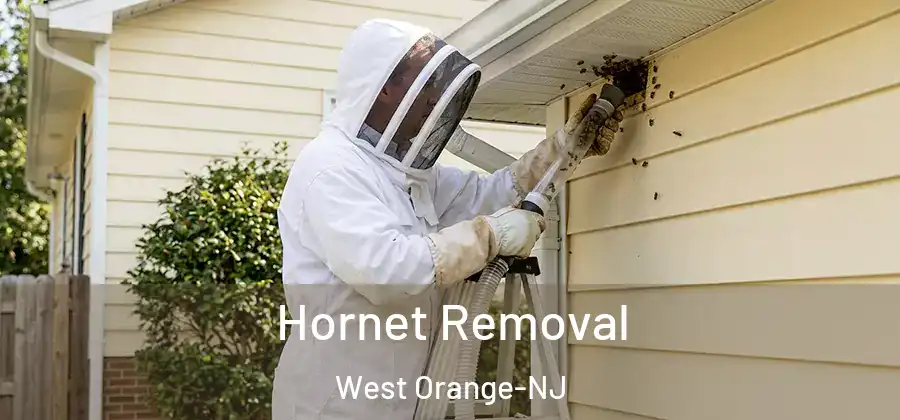 Hornet Removal West Orange-NJ