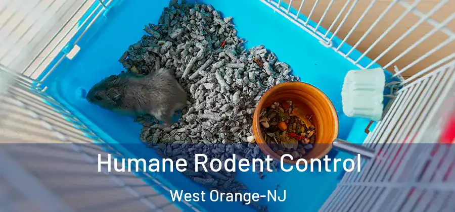  Humane Rodent Control West Orange-NJ