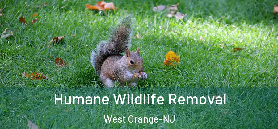 Humane Wildlife Removal West Orange-NJ