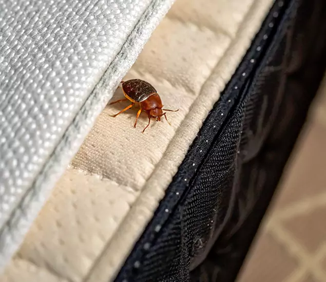 Bed Bug Exterminator Experts You Can Trust in West Orange, NJ