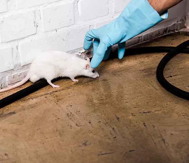 Trusted Mouse Exterminator: Your Rodent Control Company in West Orange, NJ