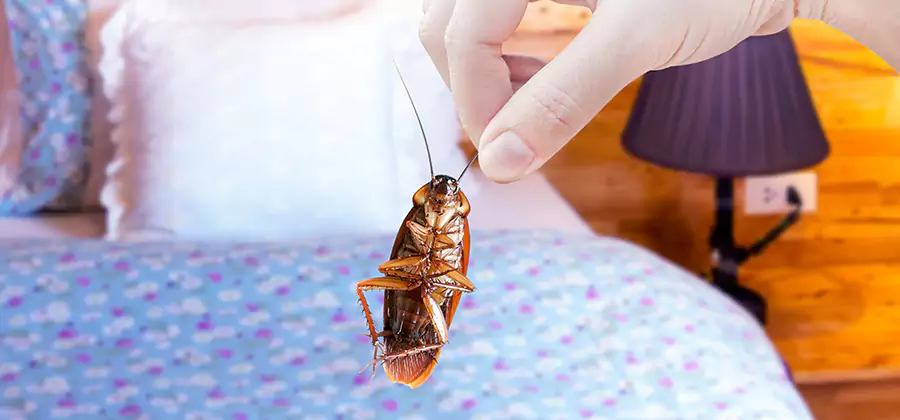 Fast Roach Elimination in West Orange
