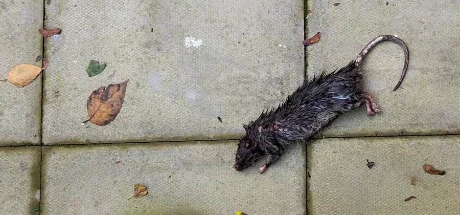Mice in the Attic Removal in West Orange