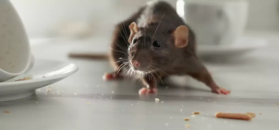Rodent Feces Removal in West Orange