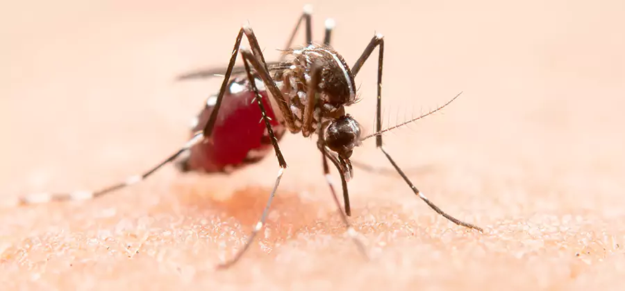 Pond Mosquito Control and Water Treatment in West Orange