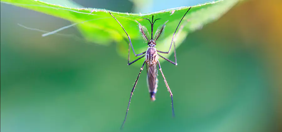 Home Defense Insect Killer in West Orange