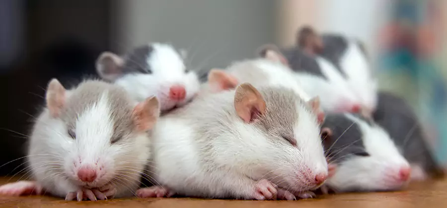 West Orange Pet Safe Mice Control