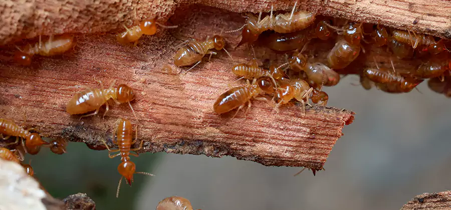Termite Pest Management in West Orange