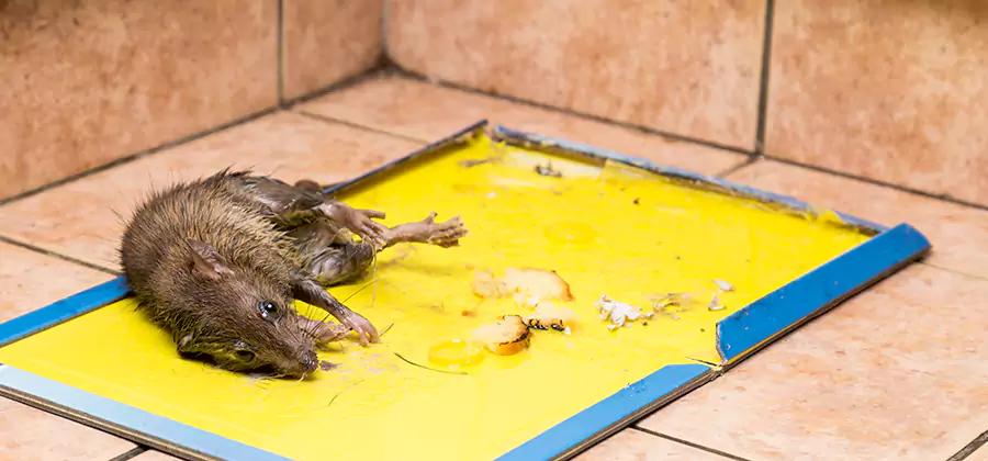 Rat Trapping Service In West Orange
