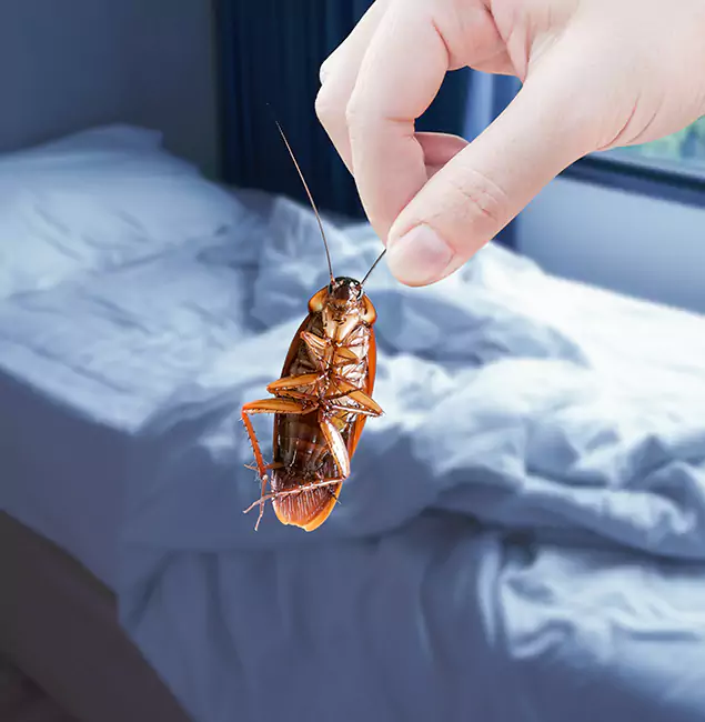Why Choose West Orange Pest Control Pro for Bed Bug Extermination in West Orange, NJ?