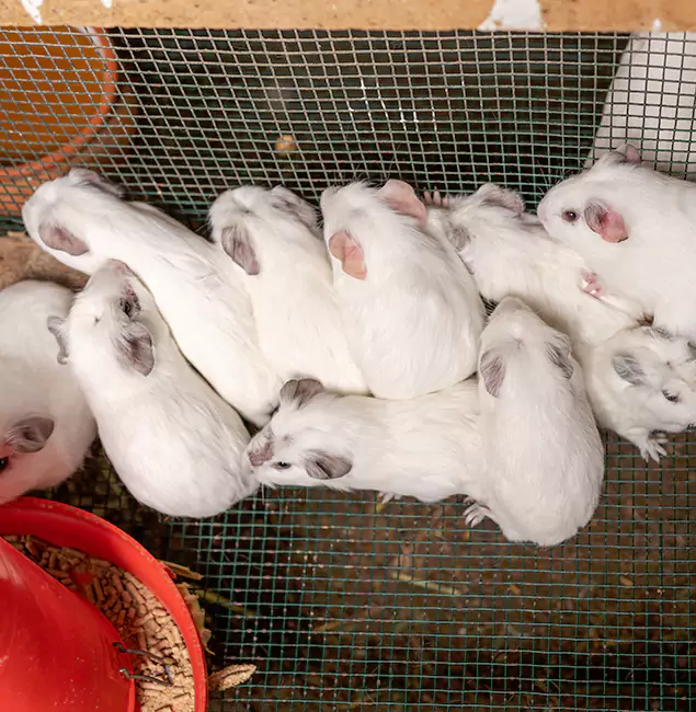 Why West Orange Pest Control Pro Is the Trusted Choice in West Orange, NJ?