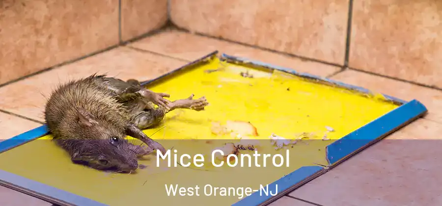  Mice Control West Orange-NJ