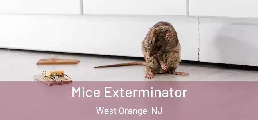 Mice Exterminator West Orange-NJ