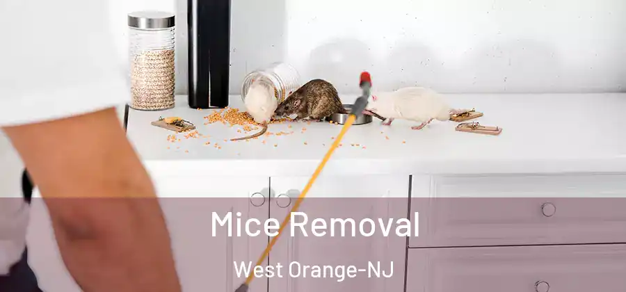  Mice Removal West Orange-NJ