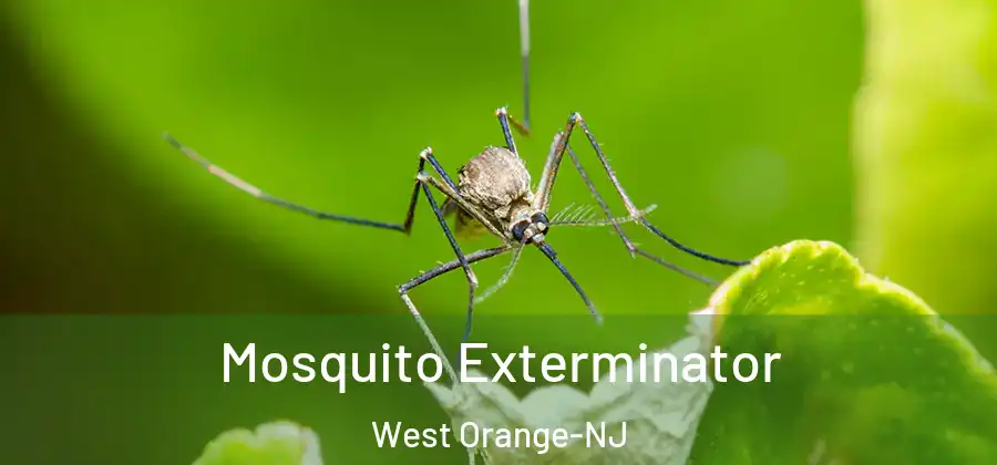 Mosquito Exterminator West Orange-NJ