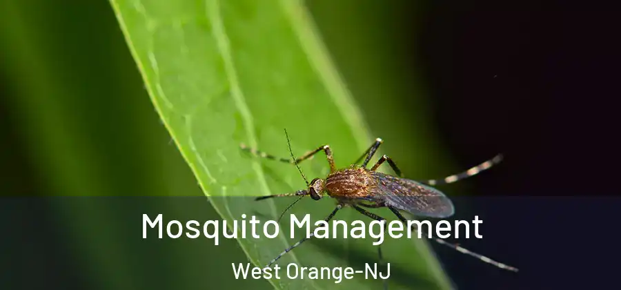 Mosquito Management West Orange-NJ