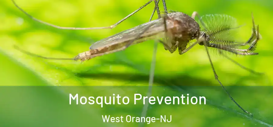 Mosquito Prevention West Orange-NJ