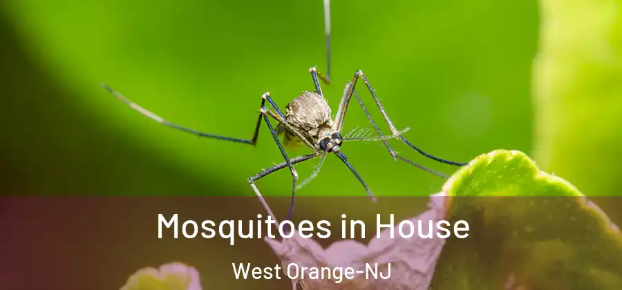 Mosquitoes in House West Orange-NJ