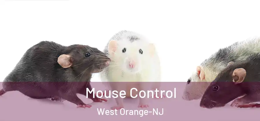 Mouse Control West Orange-NJ
