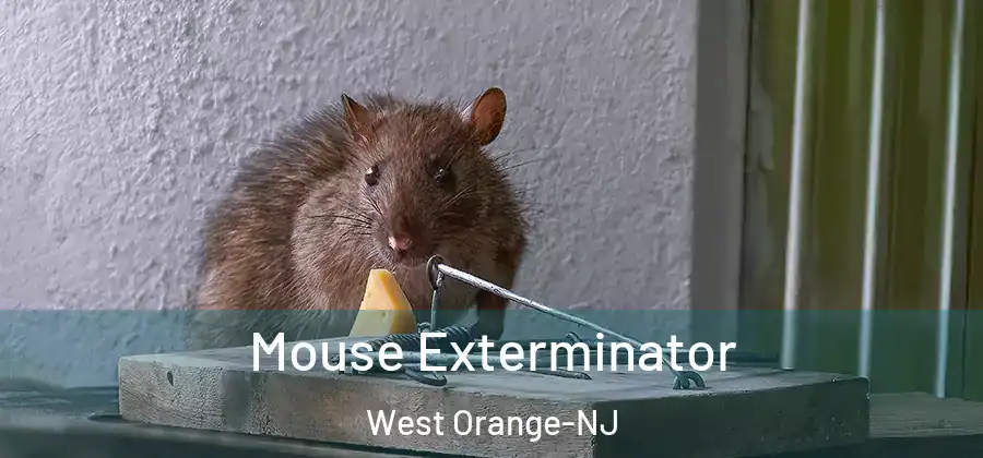 Mouse Exterminator West Orange-NJ