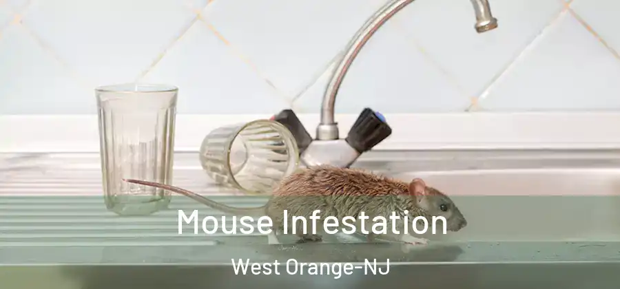 Mouse Infestation West Orange-NJ