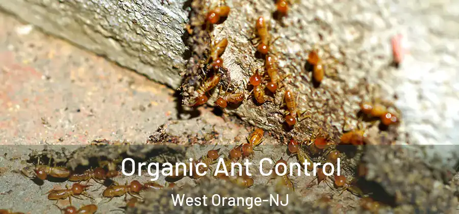 Organic Ant Control West Orange-NJ