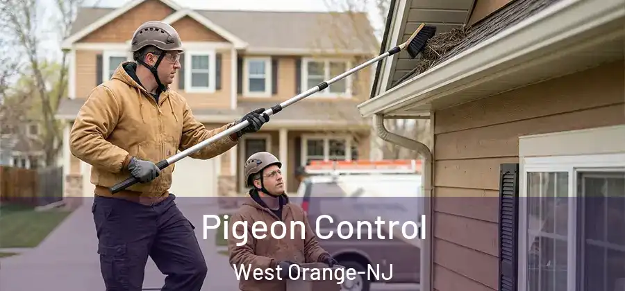 Pigeon Control West Orange-NJ