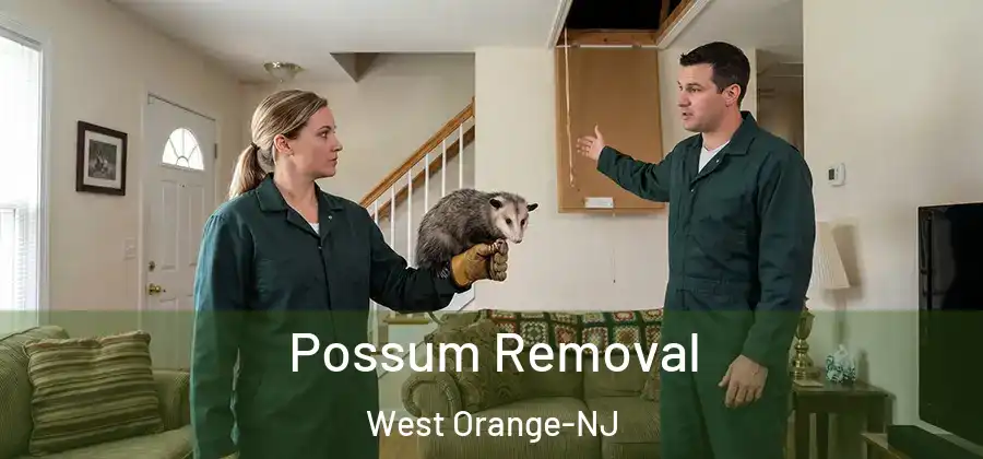 Possum Removal West Orange-NJ