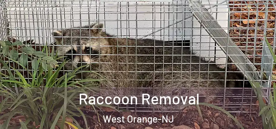  Raccoon Removal West Orange-NJ