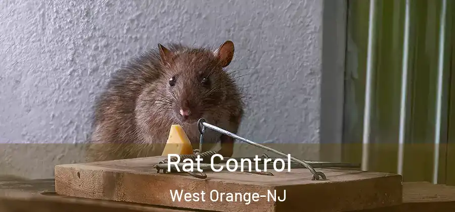 Rat Control West Orange-NJ