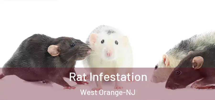 Rat Infestation West Orange-NJ