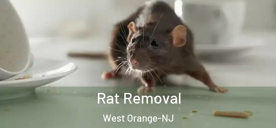 Rat Removal West Orange-NJ