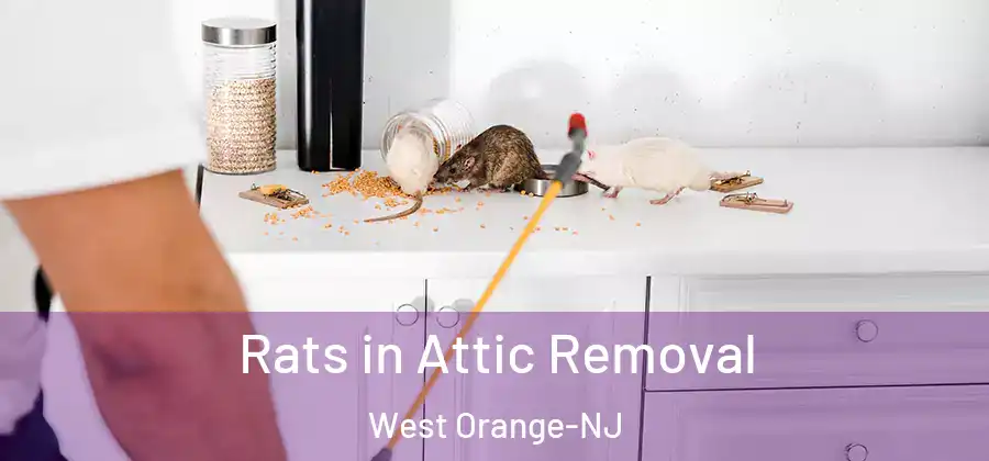 Rats in Attic Removal West Orange-NJ