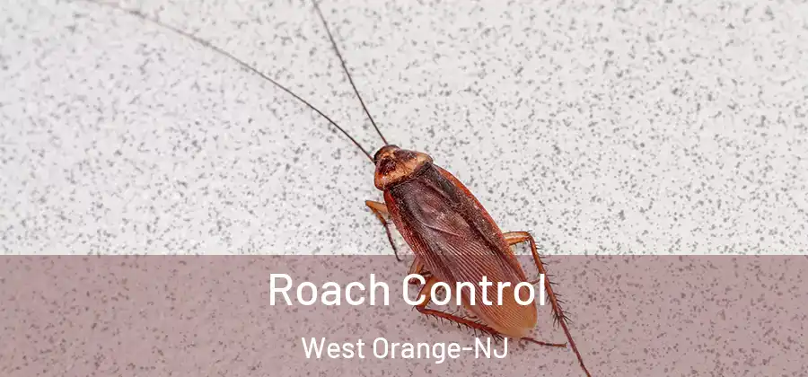 Roach Control West Orange-NJ