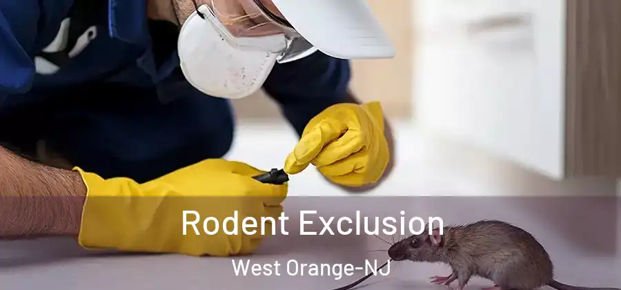 Rodent Exclusion West Orange-NJ
