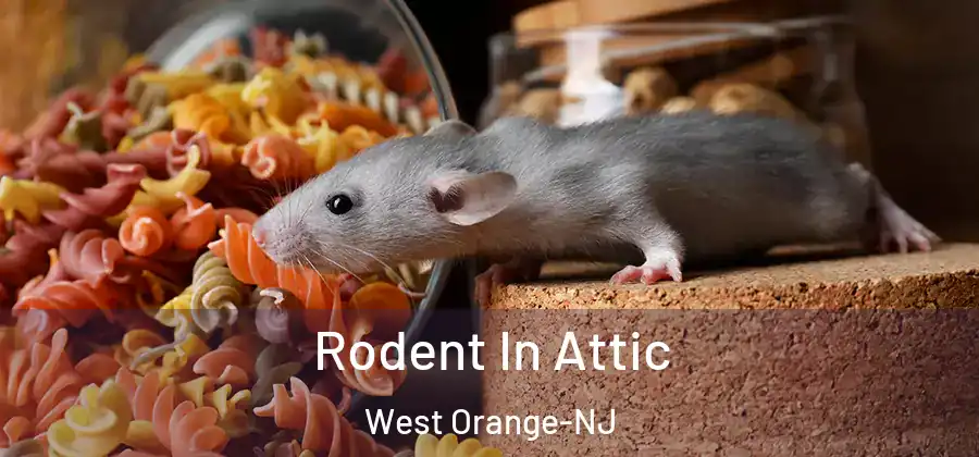 Rodent In Attic West Orange-NJ
