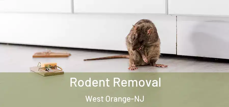 Rodent Removal West Orange-NJ